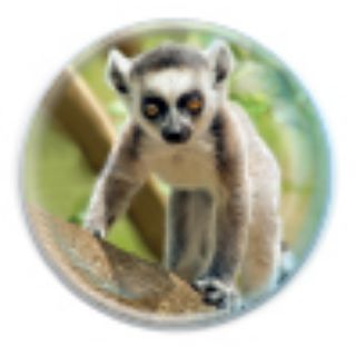 Obrázek z Magnet kulatý 5cm - lemur (12) 