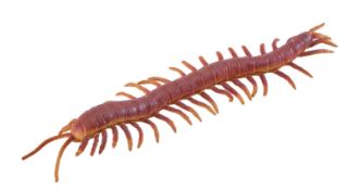 Obrázek z Strečová stonožka 30cm (12) 